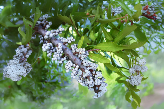 Southern Wax Myrtle (Myrica cerifera dried berries)