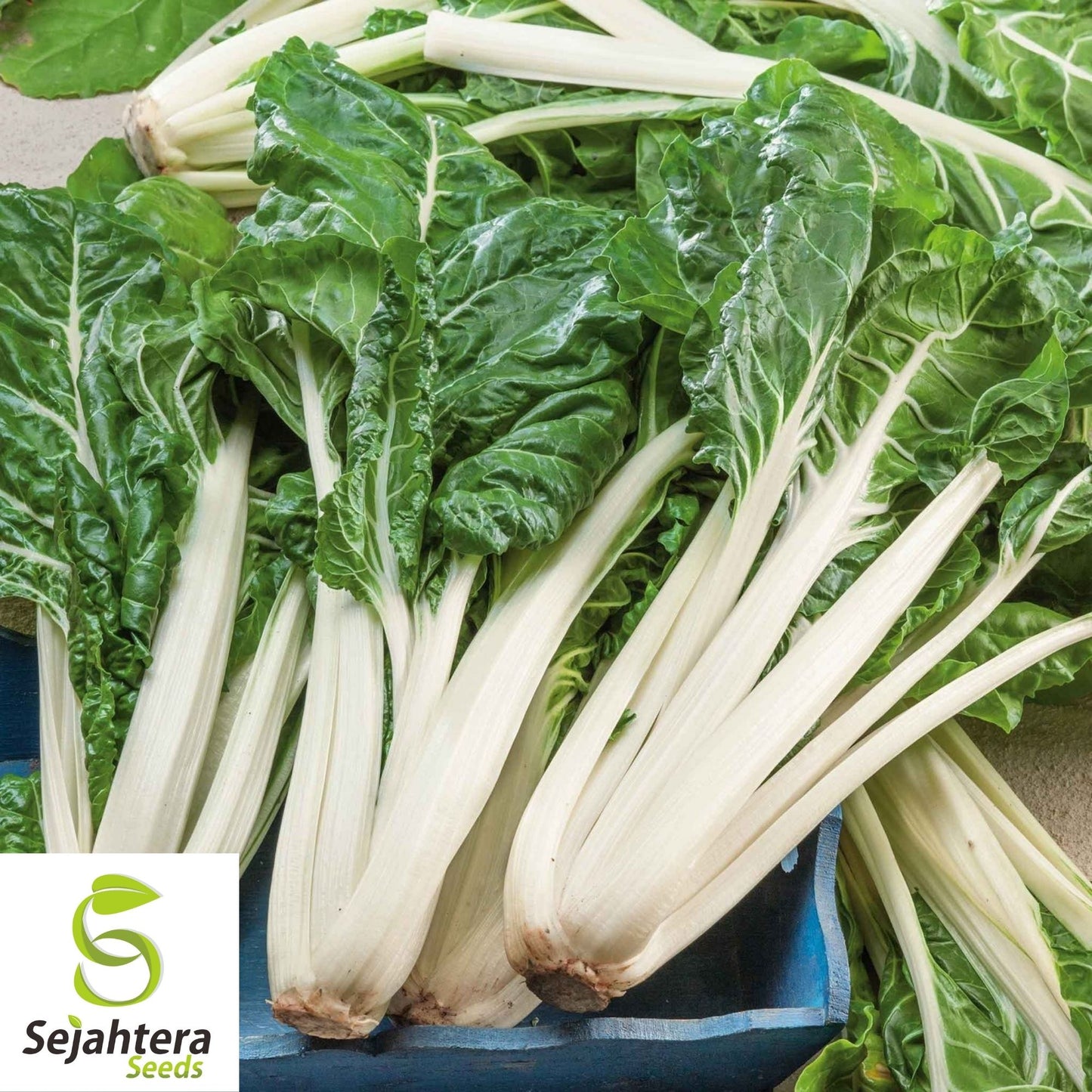 Swiss Chard Large White Ribbed Seeds 100 Ct | Heirloom Vegetable NON-GMO USA