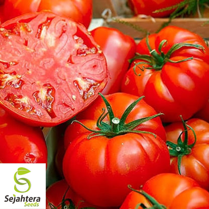 Jersey Tomato Seeds - 30+ Organic, Non-GMO, Beefsteak & Fresh