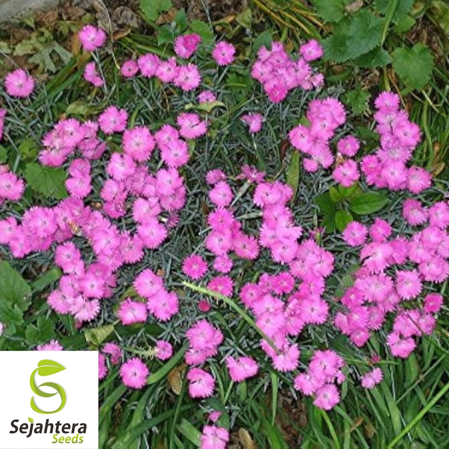 100+ Cottage Pinks Dianthus Seeds - Dianthus Plumarius, Fragrant Perennial