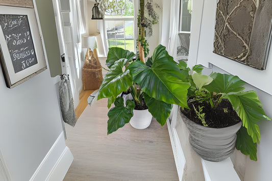 Philodendron Giganteum Plant in 14" Pot - Large Indoor Houseplant for Home Decor - Philodendron sp.