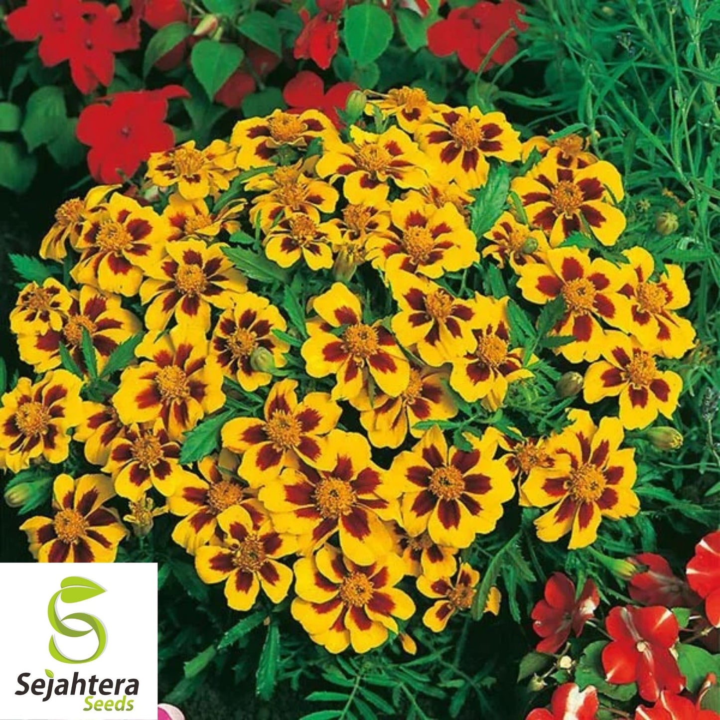 Dainty Marietta Marigold Seeds 150+ | Dwarf Flower Tagetes patula USA
