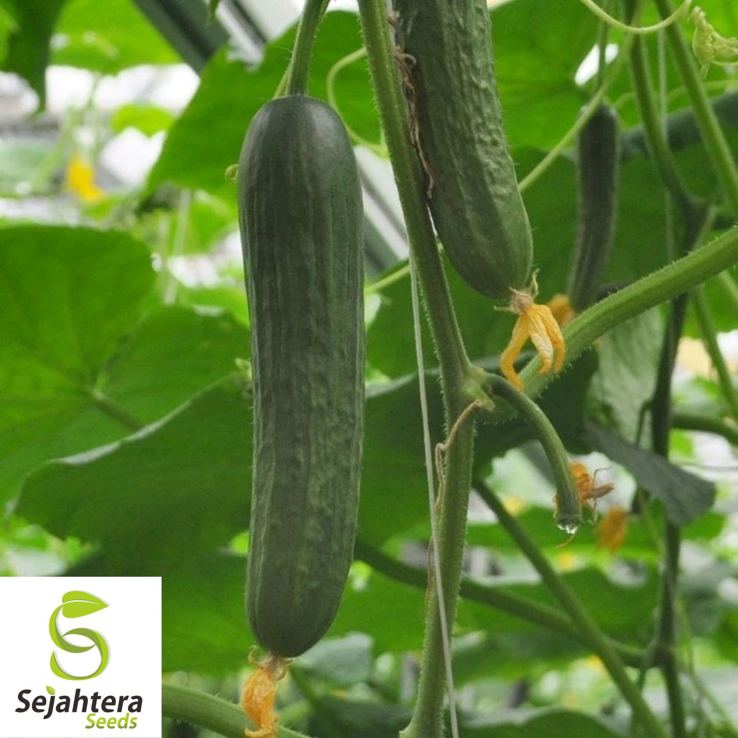 Marketmore 76 Cucumber Seeds - 100+ Heirloom, Organic, Non-GMO & Fresh