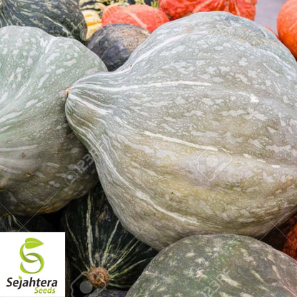 Giant Blue Hubbard Squash Seeds - 10 Heirloom - Sweet & Rare - Non-GMO