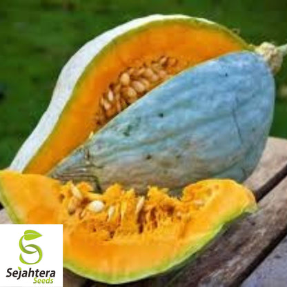 Giant Blue Hubbard Squash Seeds - 10 Heirloom - Sweet & Rare - Non-GMO