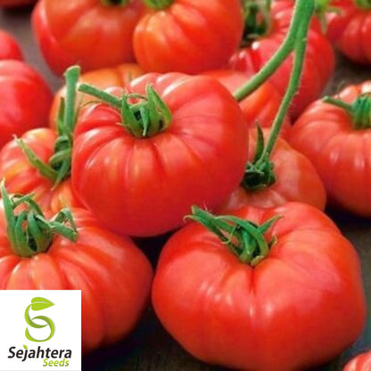 Jersey Tomato Seeds - 30+ Organic, Non-GMO, Beefsteak & Fresh