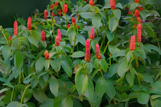 **Vibrant Red Button Ginger Plant - Costus woodsonii - Large Tropical Indoor/Outdoor Decor - Live Plant 10" Pot Not Included**