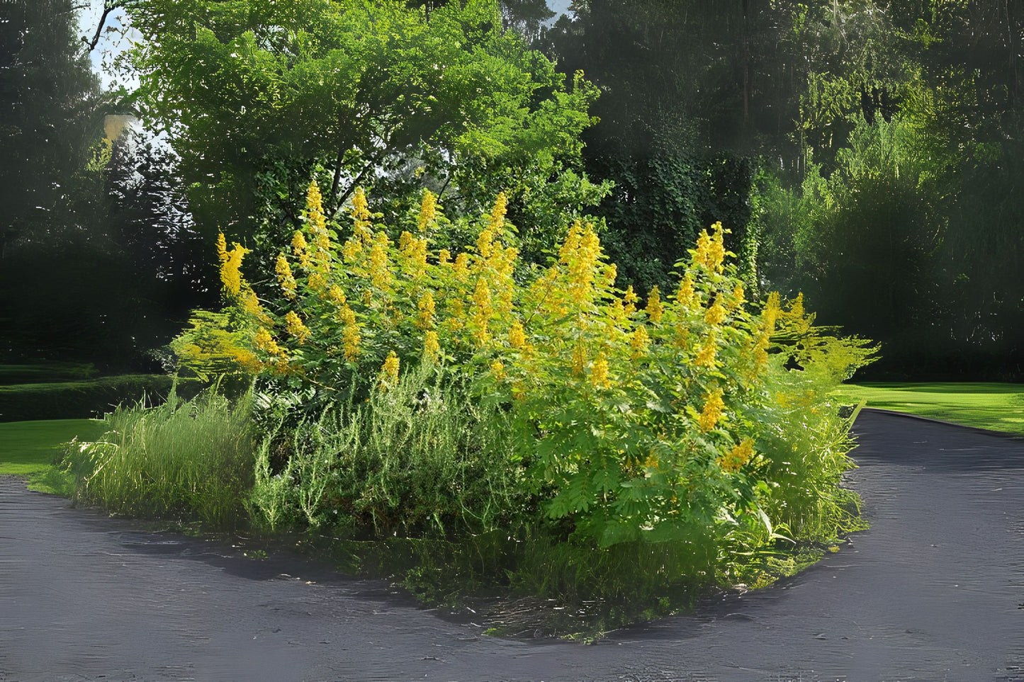 Maryland Senna Wild Senna (Senna marilandica)