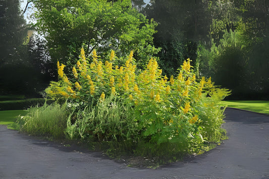 Maryland Senna Wild Senna (Senna marilandica)