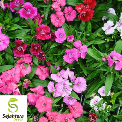 100+ Cottage Pinks Dianthus Seeds - Dianthus Plumarius, Fragrant Perennial