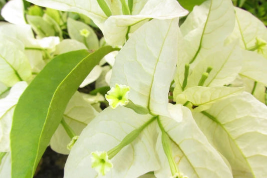 Rijnstar White Bougainvillea | Well-Rooted Starter Plant for Gardens