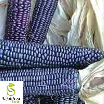Hopi Blue Corn Seeds - 500+ Heirloom, Non-GMO, Organic & Rare