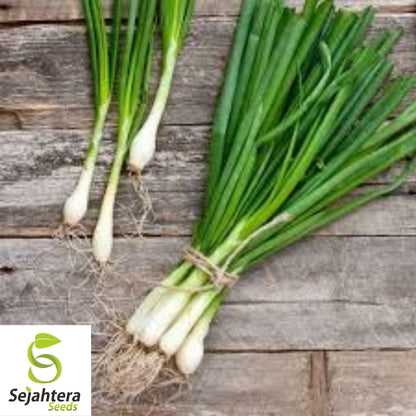 Nebuka Onion Seeds 200+ | Evergreen Bunching Japanese Vegetable USA