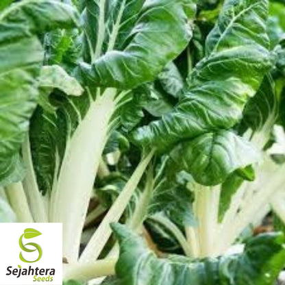 Swiss Chard Large White Ribbed Seeds 100 Ct | Heirloom Vegetable NON-GMO USA