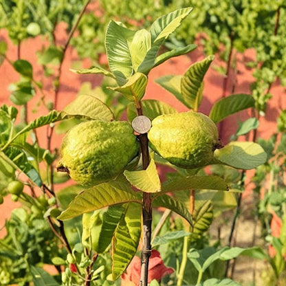 Vietnamese Giant White Flesh Guava – Ổi Xá Lị – Psidium guajava Live Fruit Tree | 1–2 Feet Tall | Includes 6 Inch Nursery Pot  Crisp White Flesh | Sweet Tropical Flavor | Fast Growing Guava