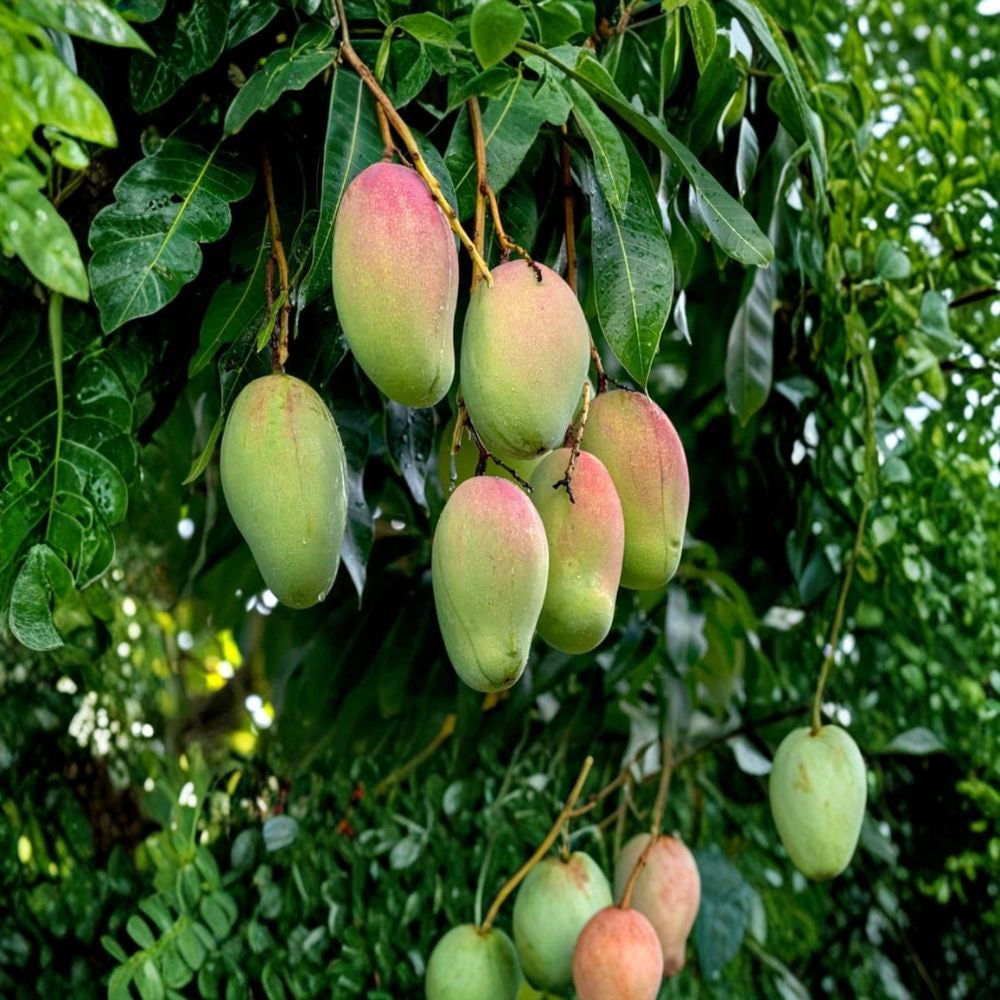 Valencia Pride Mango Tree – Mangifera indica Grafted Live Tree | 3–4 Ft Tall | 3-Gallon Pot  Large Sweet Fruit | Vigorous Grower | Florida Classic