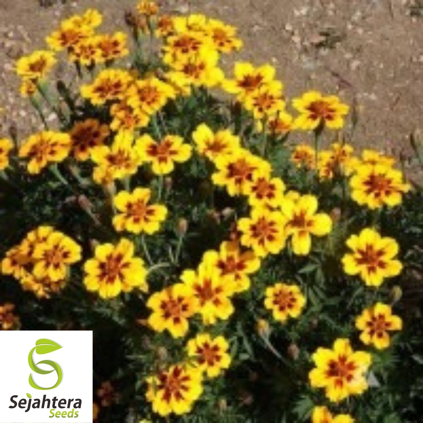 Dainty Marietta Marigold Seeds 150+ | Dwarf Flower Tagetes patula USA