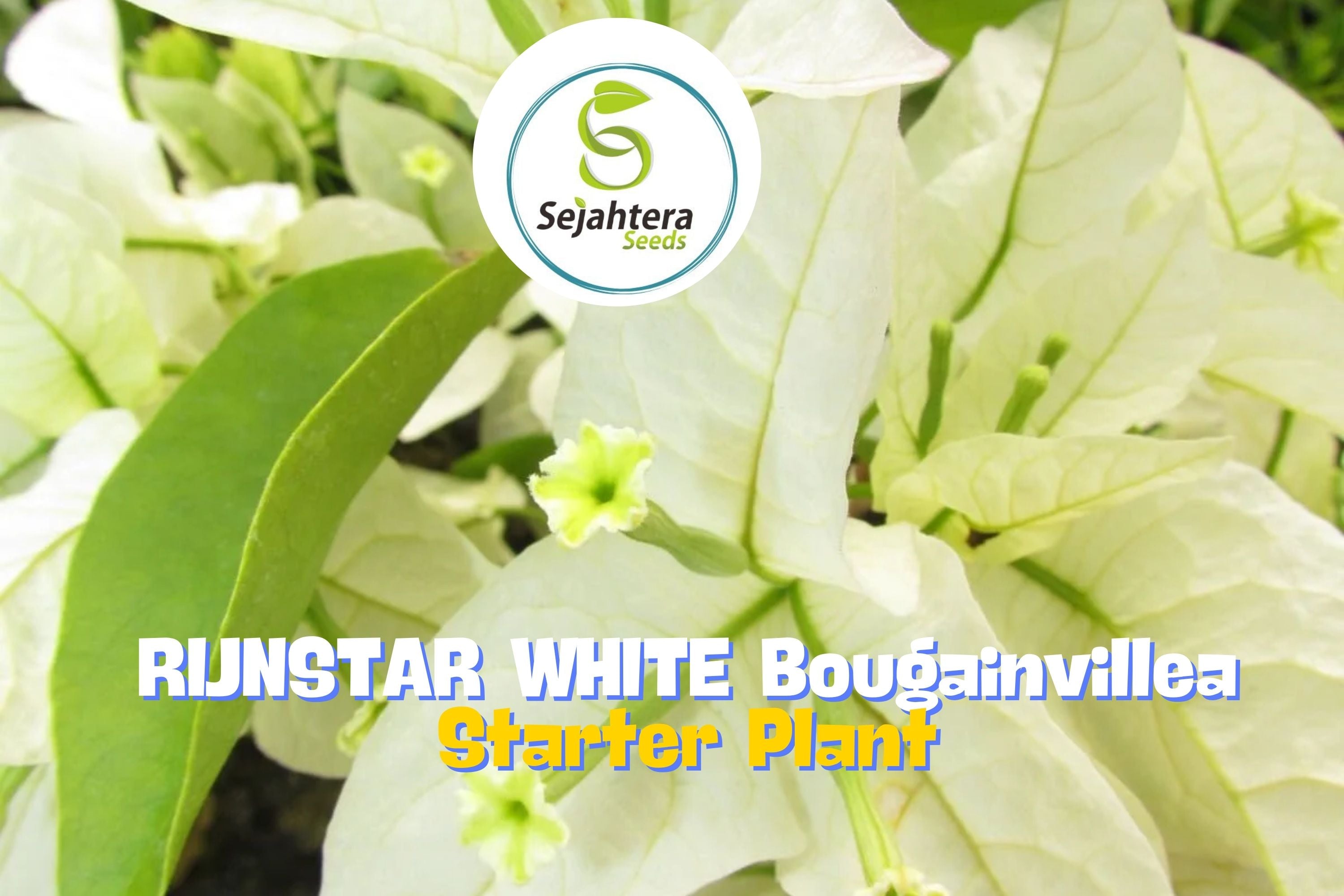 thumbnail image 2 of Live Well-Rooted RIJNSTAR WHITE Bougainvillea Starter Plant – 3" Pot, USA Seller (Hope's Garden) 2 of 6