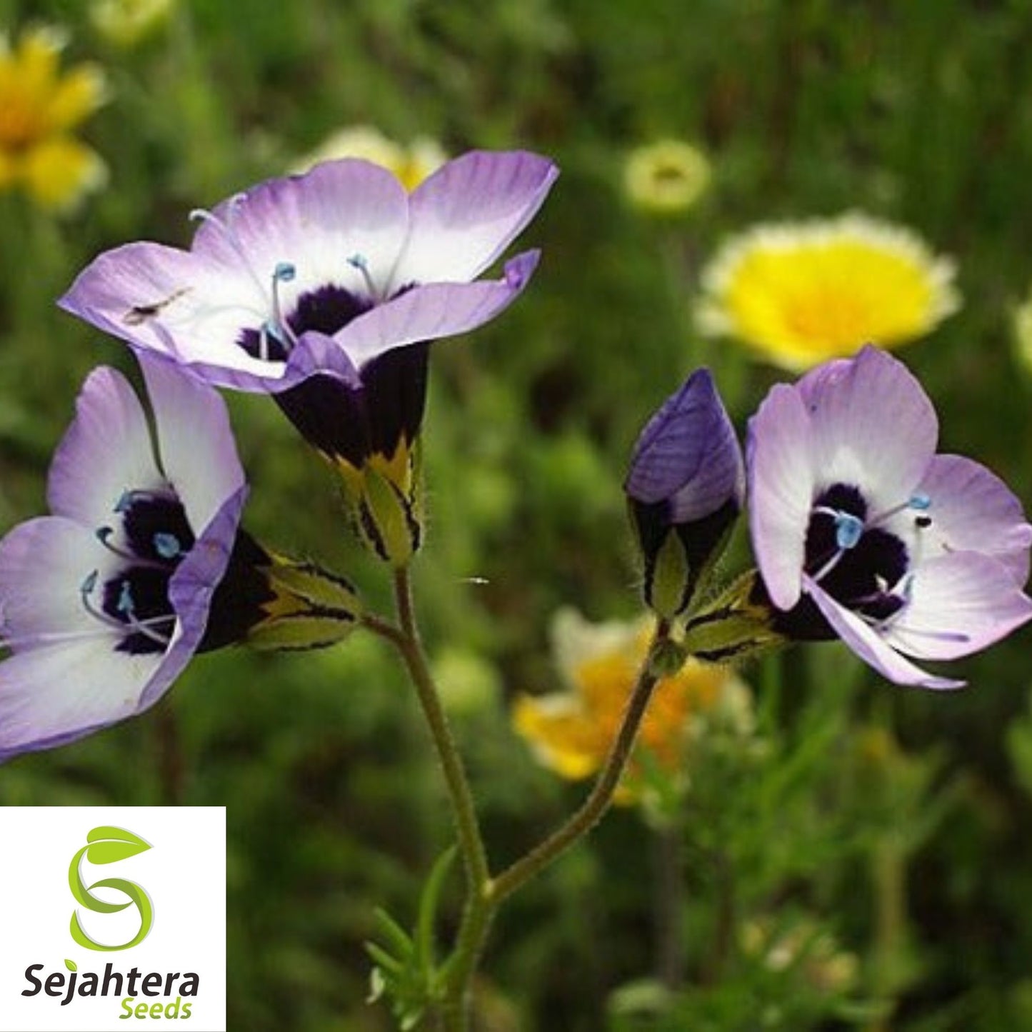 Bird's Eyes Gilia Tricolor Seeds 500+ | Annual Wildflower Mixed Colors USA