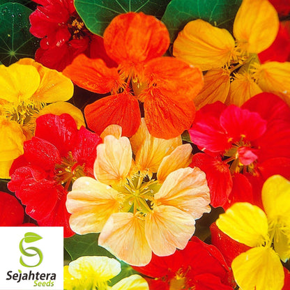 30 Nasturtium Dwarf Jewel Mix Seeds - Edible Flowers, Tropaeolum, Annual