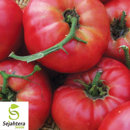 Mortgage Lifter Tomato Seeds - 120+ Heirloom - Large & Juicy - Organic & Non-GMO