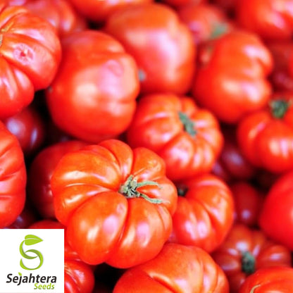 Jersey Tomato Seeds - 30+ Organic, Non-GMO, Beefsteak & Fresh