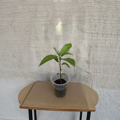 Avocado Tree – Persea americana Live Plant in Pot | Approximately 10 Inches Tall  Tropical Fruit Starter | Patio & Garden Friendly | Ready to Plant