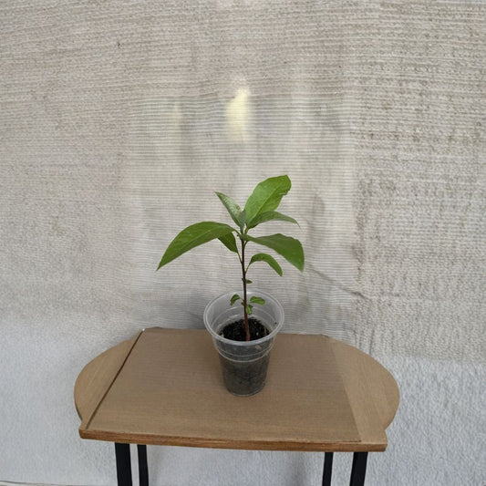 Avocado Tree – Persea americana Live Plant in Pot | Approximately 10 Inches Tall  Tropical Fruit Starter | Patio & Garden Friendly | Ready to Plant