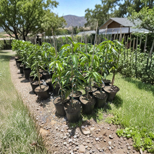 Glenn Mango Tree – Mangifera indica Grafted Live Tree | 3–4 Ft Tall | 3-Gallon Pot  Early Season Variety | Sweet Peach Flavor | Florida Favorite