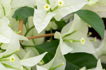Rijnstar White Bougainvillea | Well-Rooted Starter Plant for Gardens