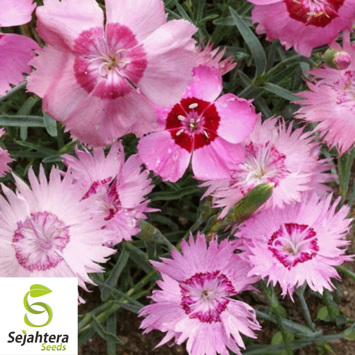 100+ Cottage Pinks Dianthus Seeds - Dianthus Plumarius, Fragrant Perennial