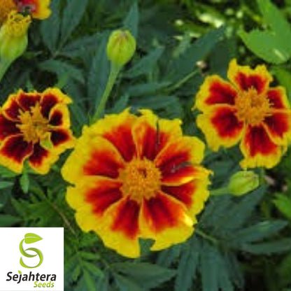 Dainty Marietta Marigold Seeds 150+ | Dwarf Flower Tagetes patula USA