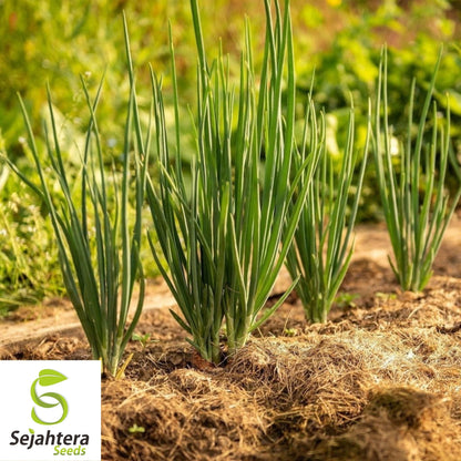Nebuka Onion Seeds 200+ | Evergreen Bunching Japanese Vegetable USA