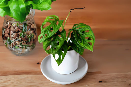 Monstera Adansonii Swiss Cheese Plant 6in Pot Narrow Leaf Houseplant, Live Indoor Plant, Monstera adansonii