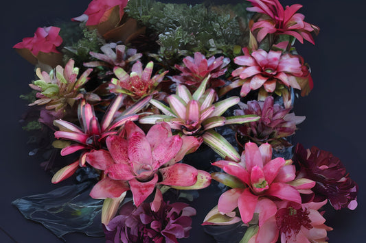 Bromeliad Plant in 5" Pot, Neoregelia Grapevine, Tropical Houseplant, Air Purifying, Easy Care, Ideal for Home Decor