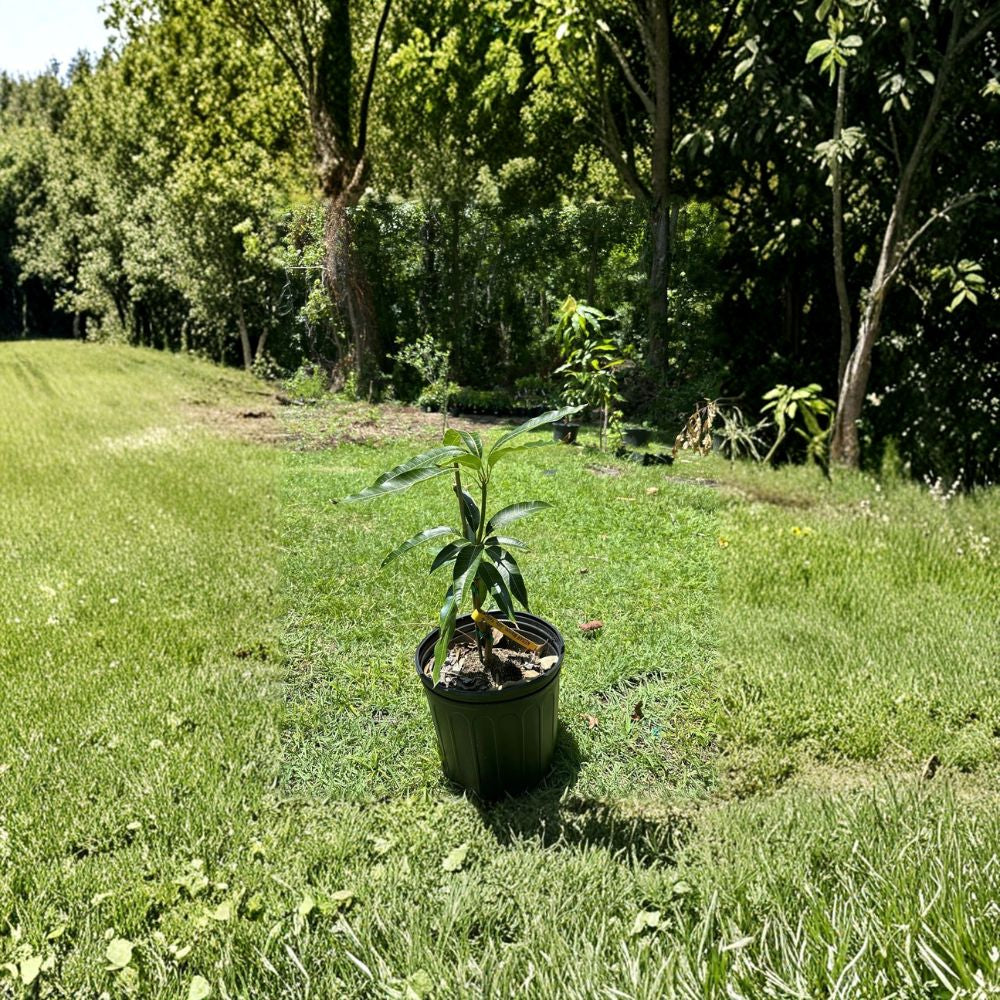Kesar Mango Tree – Mangifera indica Grafted Live Tree | 2–4 Feet Tall | Ships in Plastic Container  Indian “Queen of Mangoes” | Extremely Sweet | Premium Variety
