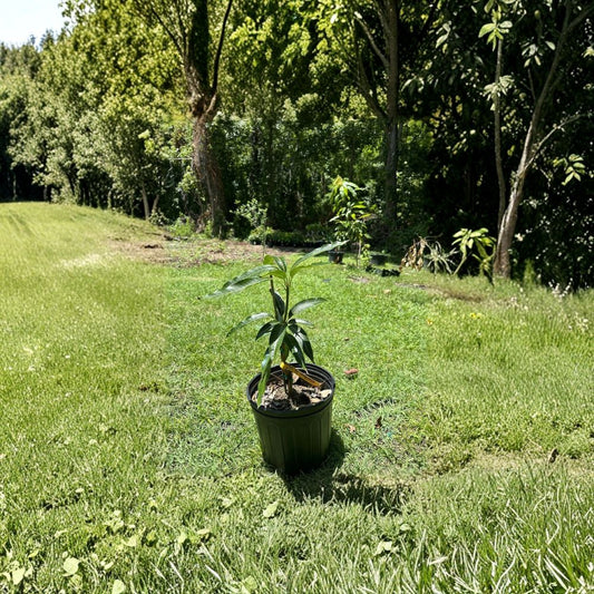 Kesar Mango Tree – Mangifera indica Grafted Live Tree | 2–4 Feet Tall | Ships in Plastic Container  Indian “Queen of Mangoes” | Extremely Sweet | Premium Variety