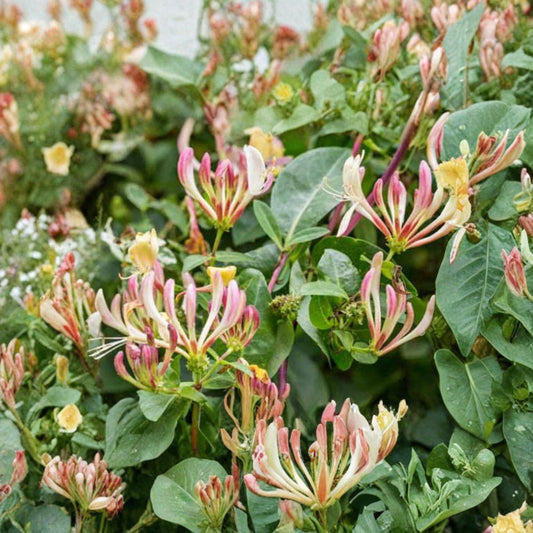 Lonicera japonica ‘Purpurea’ – Purple Honeysuckle Live Plant | 2 Feet Tall | Includes 6 Inch Nursery Pot  Fast Growing Vine | Purple-Tinted Blooms | Fragrant Evergreen Climber