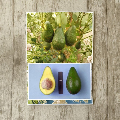 Hall Avocado Tree – Persea americana Grafted Live Tree | 2–4 Feet Tall  Cold Hardy Avocado | Large Pear-Shaped Fruit | Excellent Home Orchard Variety