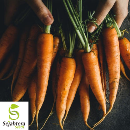 300 Danvers Carrot Seeds - Non-GMO, Sweet & Versatile Heirloom Variety