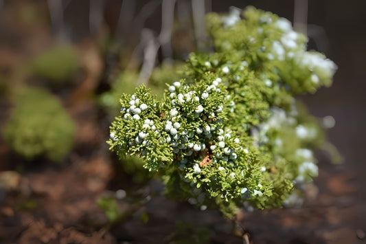 Cherrystone Juniper Oneseed Single-seed Juniper (Juniperus monosperma)