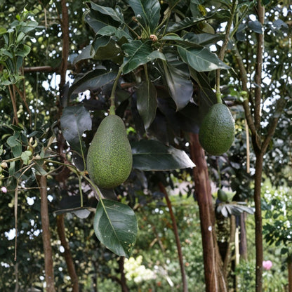 Avocado Tree – Persea americana Live Plant in Pot | Approximately 10 Inches Tall  Tropical Fruit Starter | Patio & Garden Friendly | Ready to Plant