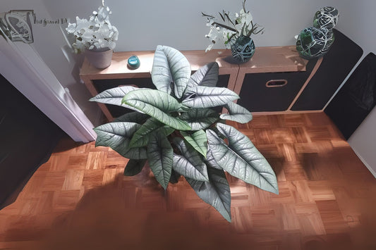 Alocasia Platinum 6" Pot - Alocasia baginda 'Platinum' - Rare Tropical Plant with Silver-Green Foliage for Indoor Decor