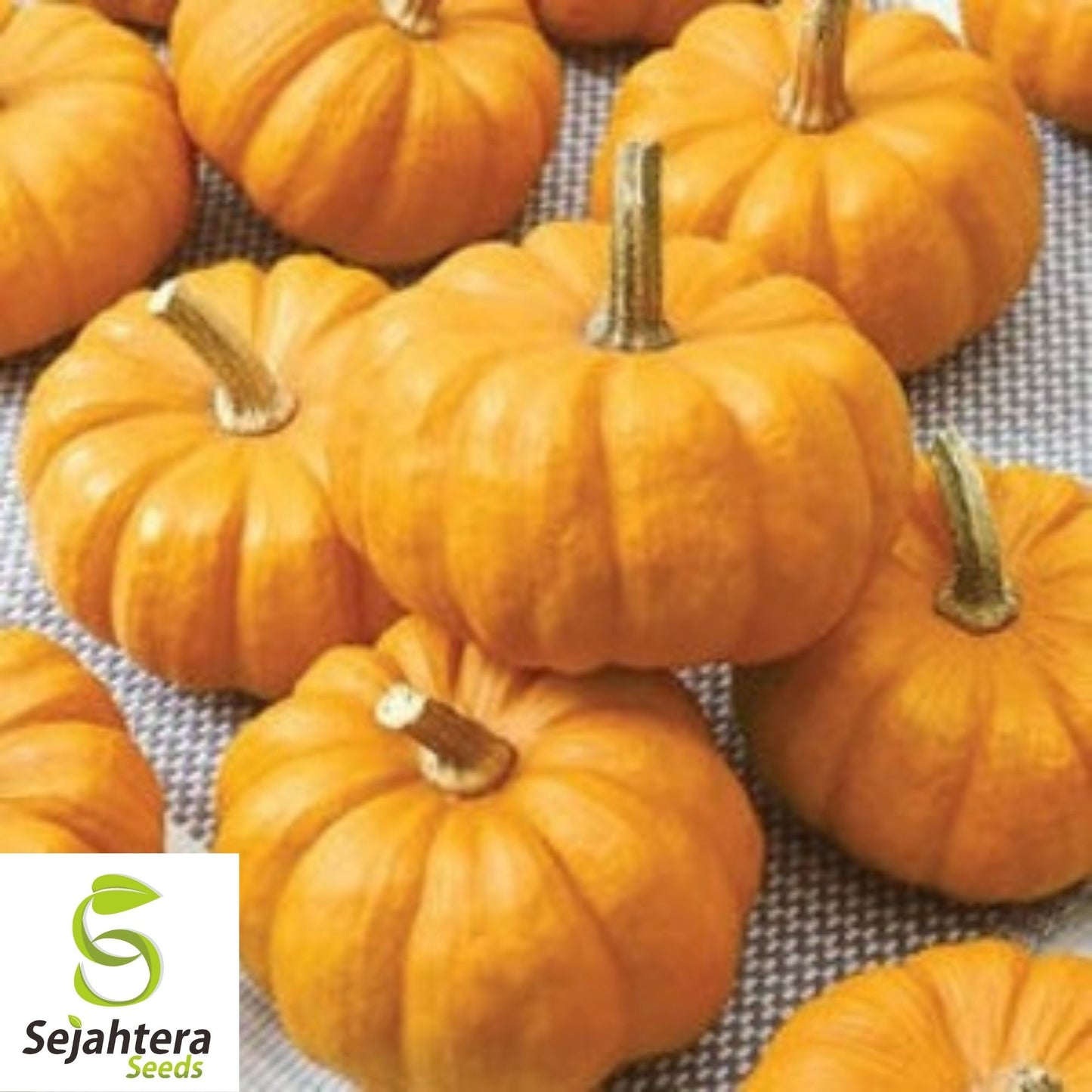 Jack Be Little Pumpkin Seeds 15+ | Miniature Tiny Pumpkins NON-GMO USA