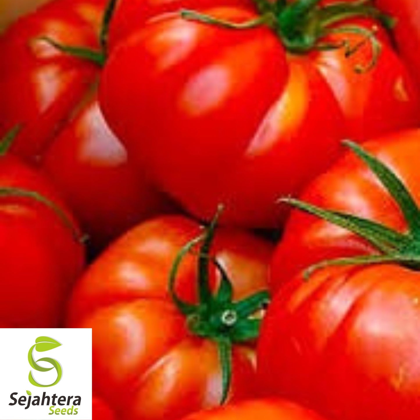 Jersey Tomato Seeds - 30+ Organic, Non-GMO, Beefsteak & Fresh