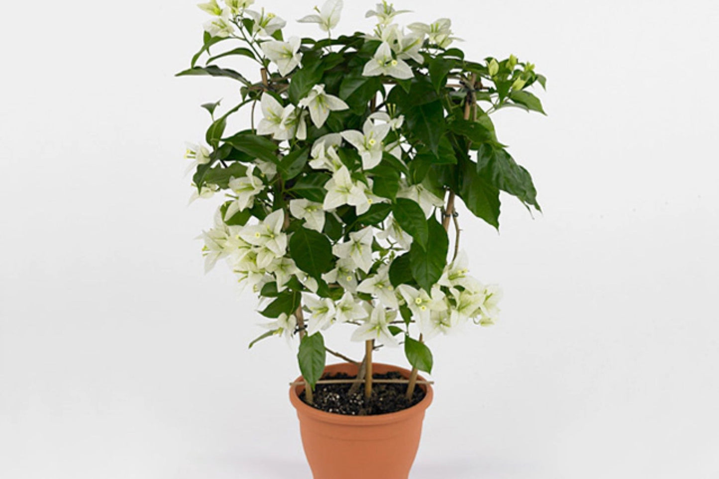 Rijnstar White Bougainvillea | Well-Rooted Starter Plant for Gardens