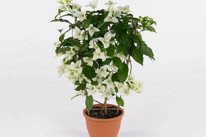 Rijnstar White Bougainvillea | Well-Rooted Starter Plant for Gardens