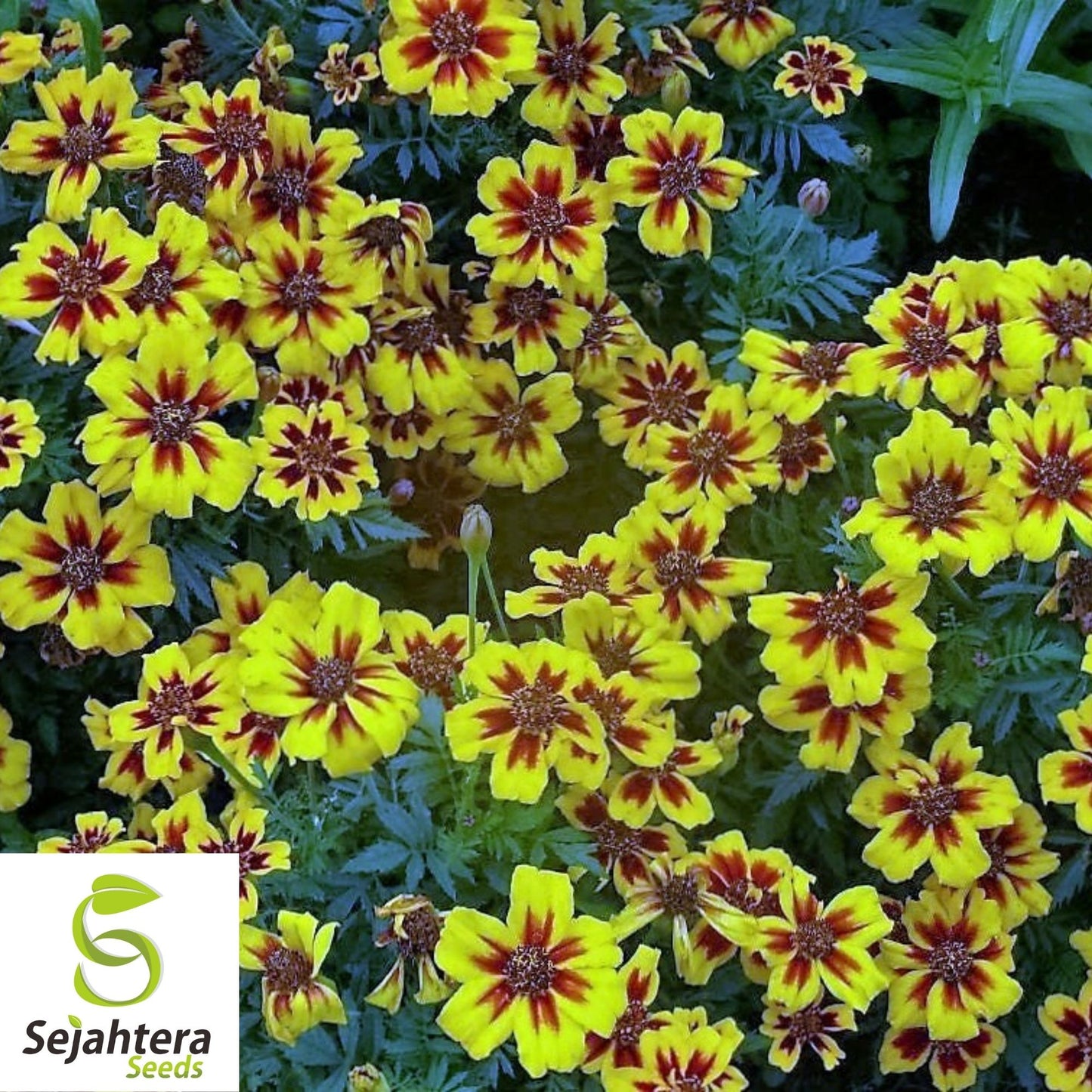 Dainty Marietta Marigold Seeds 150+ | Dwarf Flower Tagetes patula USA