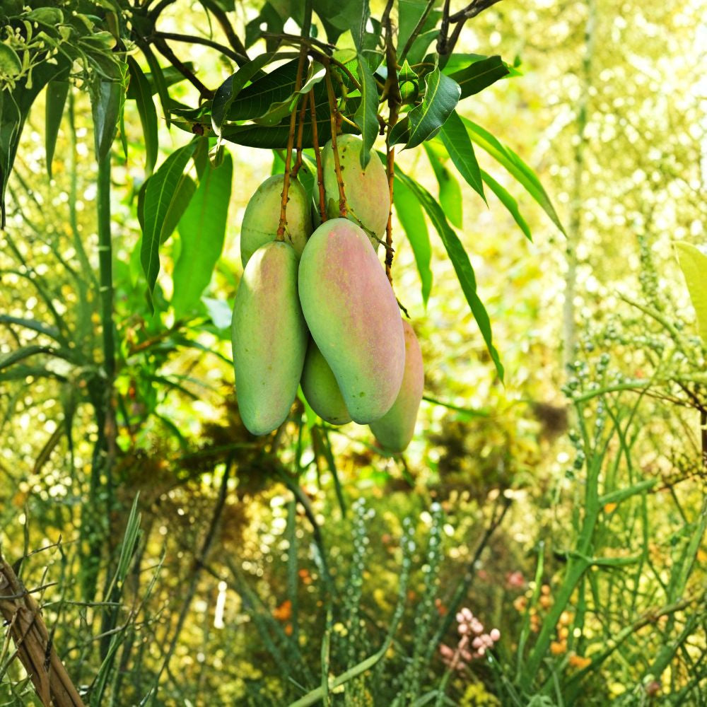 Glenn Mango Tree – Mangifera indica Grafted Live Tree | 3–4 Ft Tall | 3-Gallon Pot  Early Season Variety | Sweet Peach Flavor | Florida Favorite