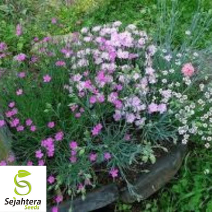 100+ Cottage Pinks Dianthus Seeds - Dianthus Plumarius, Fragrant Perennial